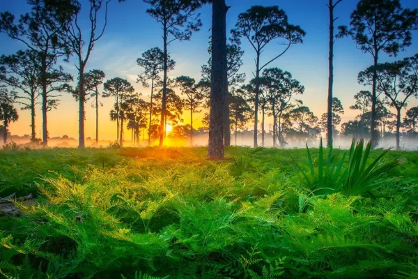 beautiful-foggy-morning-sunrise-florida-landscape-palm-beach-county.jpg