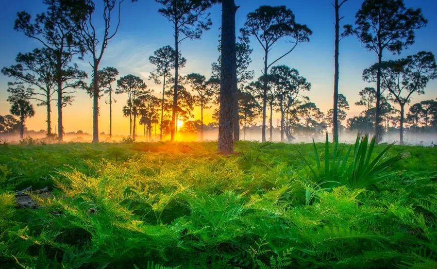 beautiful-foggy-morning-sunrise-florida-landscape-palm-beach-county.jpg